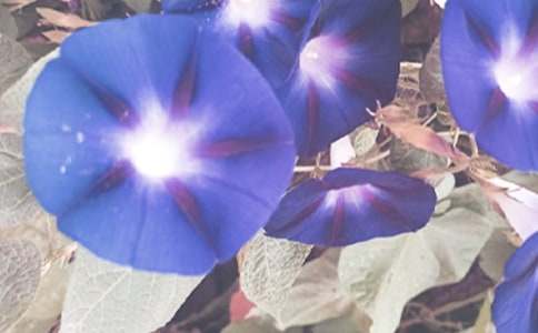 牵牛花作文【荐】