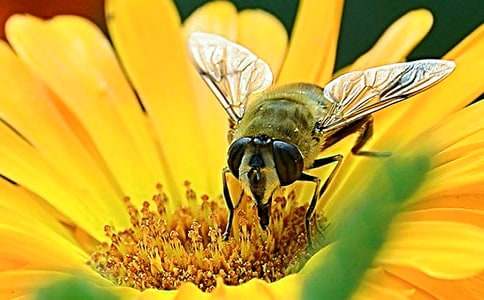 【推荐】蜜蜂的作文合集六篇