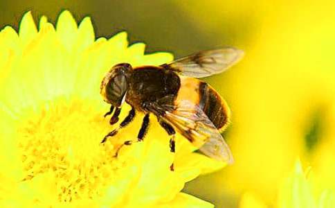【精品】观察蜜蜂的作文4篇