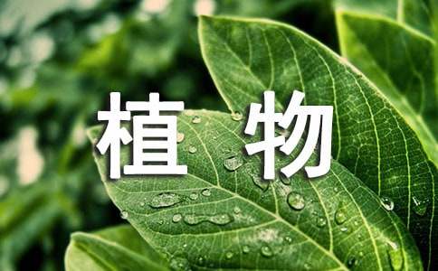 【推荐】植物观察日记