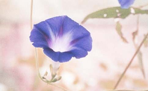 【推荐】牵牛花作文