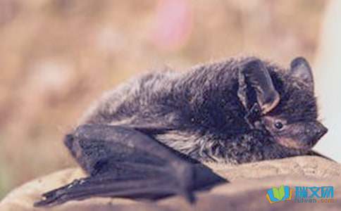 关于大自然给人类的启示的作文：蝙蝠和雷达的对话