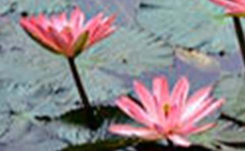 荷花小学作文(15篇)