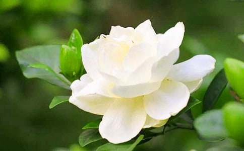 【荐】栀子花开作文