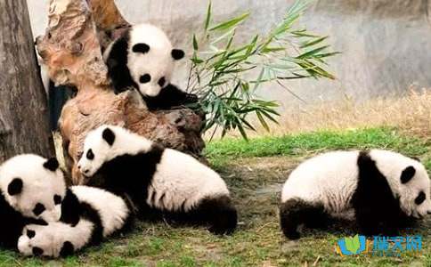 关于熊猫的小学作文300字