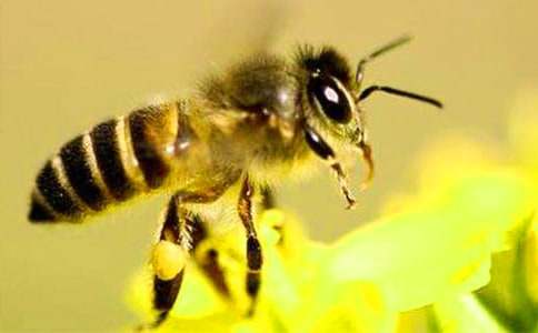 关于蜜蜂的作文7篇