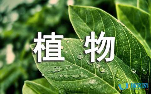 三年级观察植物作文300字