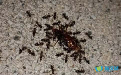关于蚂蚁的认识-500字