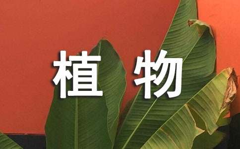 花植物作文100字（通用5篇）