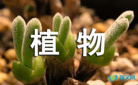 小学生观察植物作文500字