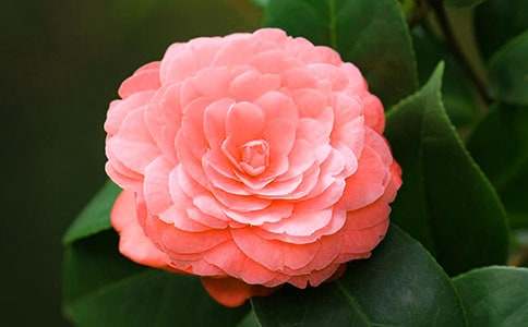 《山茶花》阅读答案