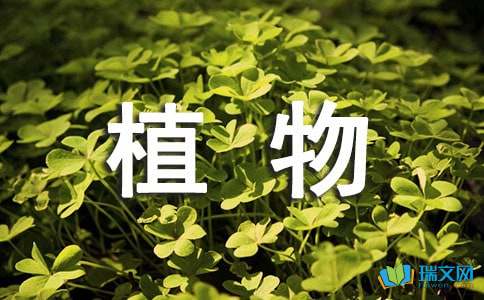 小学三年级观察植物作文