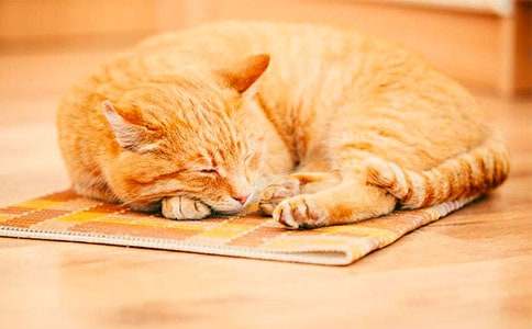 我家的小猫咪作文15篇