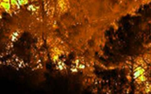 村森林火灾的应急预案（精选19篇）