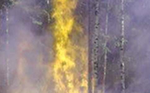 林场森林火灾的应急预案（通用8篇）