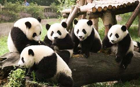 熊猫的作文合集15篇