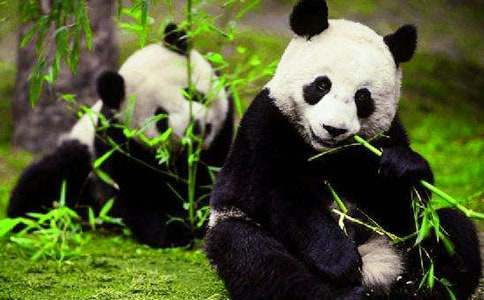 关于大熊猫的作文15篇