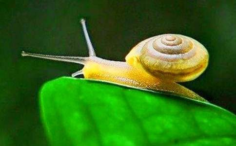 观察蜗牛的优秀作文(11篇)