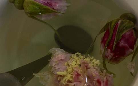 泡菊花茶作文(5篇)