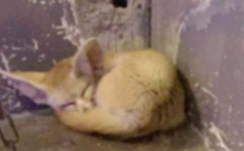 【推荐】狡猾的狐狸作文锦集七篇