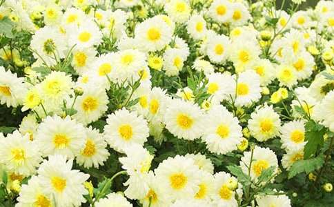 【精选】菊花作文汇总八篇
