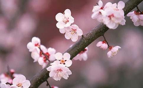 【荐】心中的桃花源作文