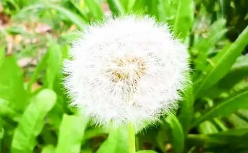 《蒲公英》教学设计