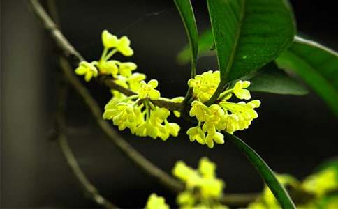 写桂花的作文600字合集9篇