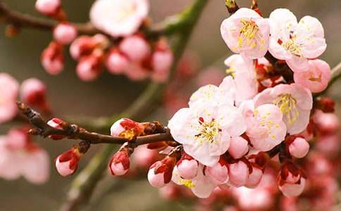 桃花小学作文15篇