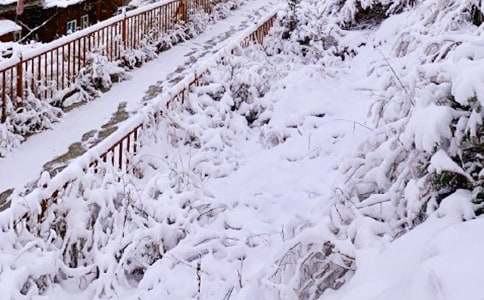 下雪了作文 【精】