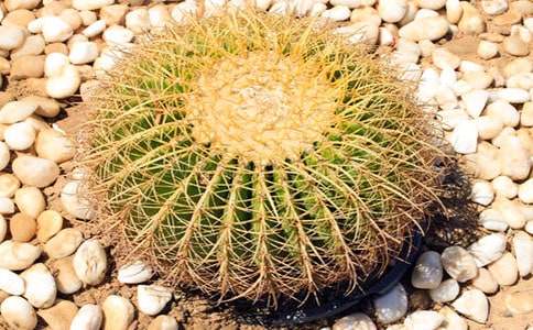 【荐】仙人掌观察日记