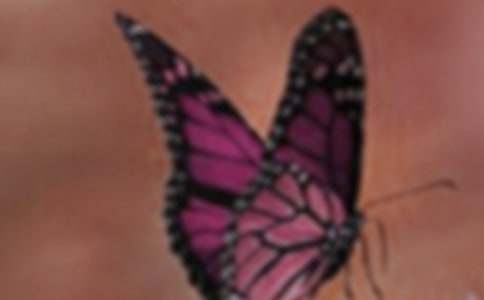 【必备】美丽蝴蝶的作文6篇