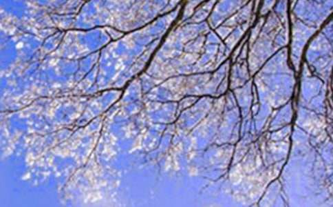 冬天的雪景作文合集15篇
