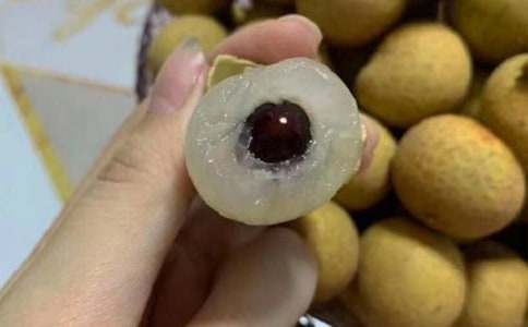 龙眼树作文合集6篇