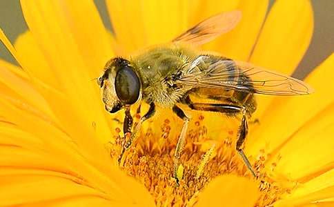 【精品】蜜蜂的作文8篇