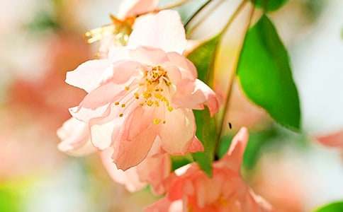 海棠花作文集锦15篇