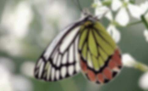 关于美丽蝴蝶的作文合集九篇