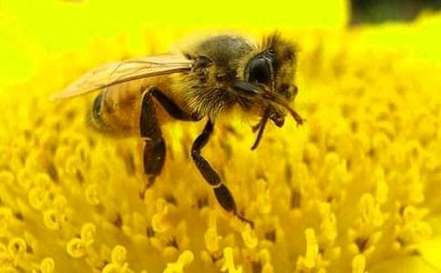 《蜜蜂》作文合集十篇