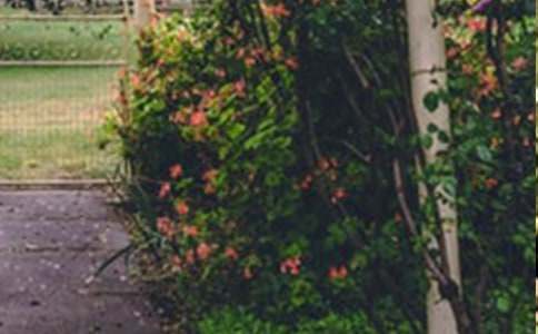 《巨人的花园》教学反思15篇