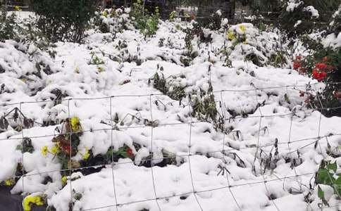 有关下雪了小学作文4篇