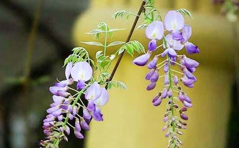 紫藤花开作文8篇