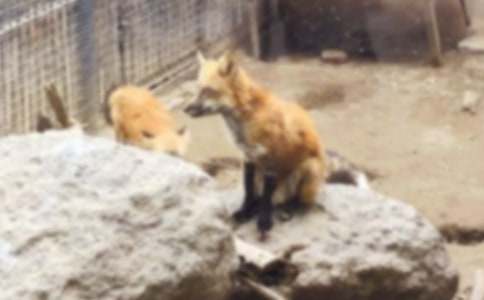 【精华】狡猾的狐狸作文300字汇总10篇