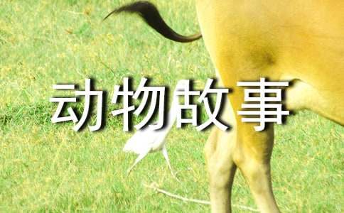 《西顿动物故事集》读书笔记