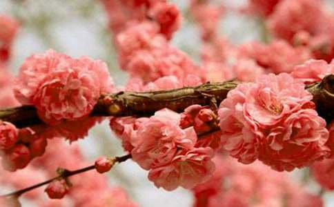 美丽的樱花作文15篇（优）