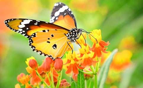 关于观察蝴蝶的作文31篇