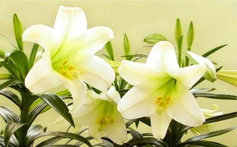手工折纸百合花教程