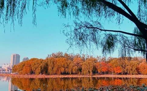 秋日橘趣写景作文（精选37篇）