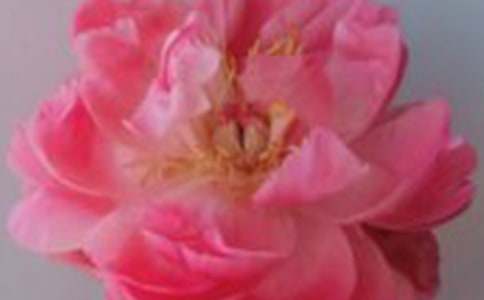 玫瑰与桂花作文