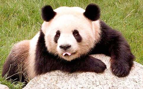 大熊猫的阅读试题及答案