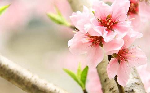 三月桃花，为你盛开美文（精选10篇）